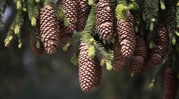 cones, fir, pine needles Wallpaper 1336x768 Resolution
