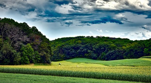 corn field, trees, grass Wallpaper 320x568 Resolution