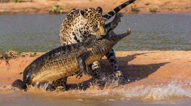 crocodile, jaguar, hunting Wallpaper