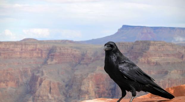 crows, bird, canyon Wallpaper