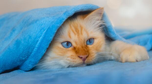 Cute Cat Under Blanket Wallpaper 320x568 Resolution