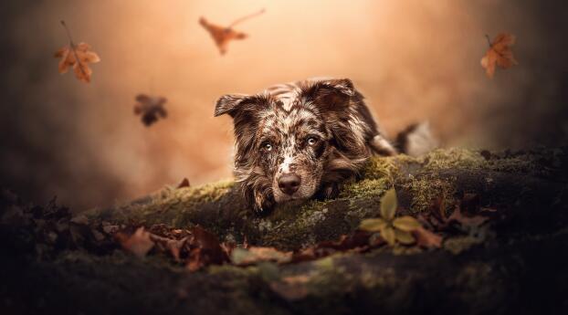 Cute Dog HD Wallpaper 1440x2560 Resolution