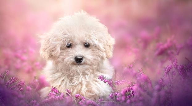 Cute Dog Wallpaper 1080x2280 Resolution