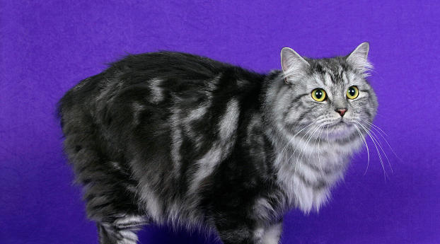 cymric cat, cat, furry Wallpaper 1336x768 Resolution