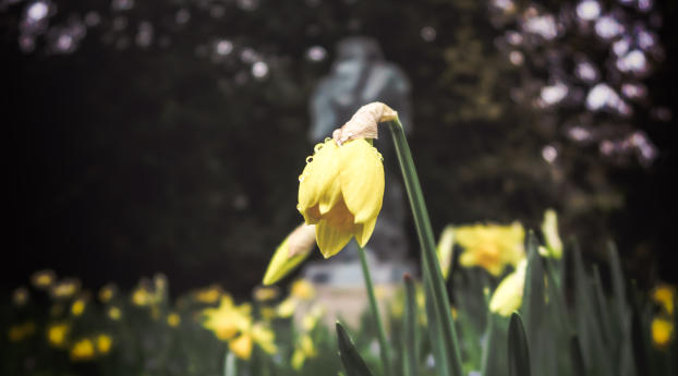 daffodil, flower, flowerbed Wallpaper 1280x212 Resolution