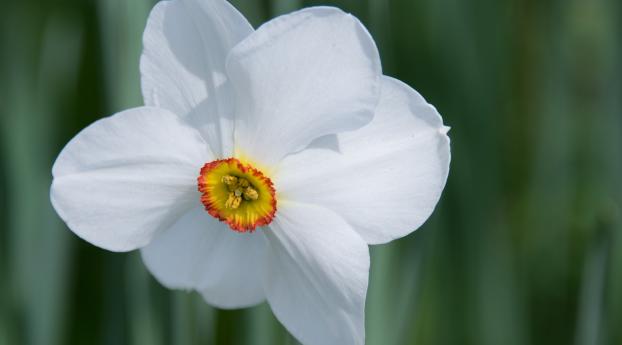 daffodil, flower, white Wallpaper