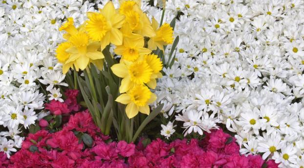 daffodils, flowers, daisies Wallpaper