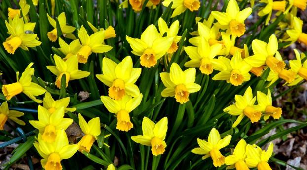 daffodils, flowers, flowerbed Wallpaper 640x1136 Resolution