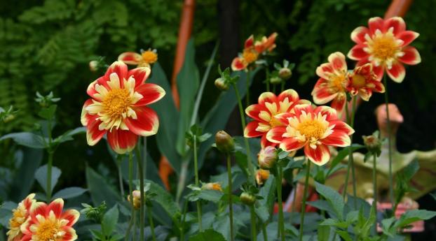 dahlias, flowerbed, flower buds Wallpaper 1080x2048 Resolution