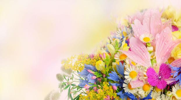 daisies, cornflowers, carnations Wallpaper 1440x2960 Resolution