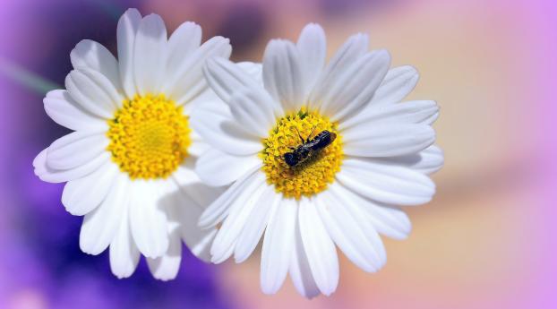 daisies, flowers, insects Wallpaper