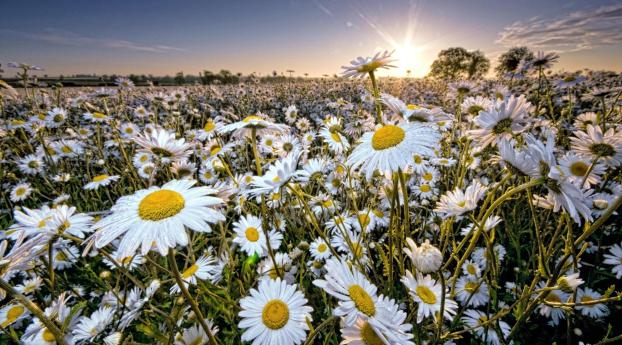 daisy, field, sun Wallpaper