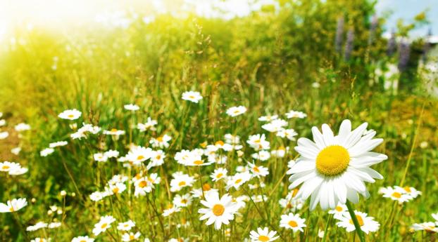 daisy, petals, field Wallpaper 1440x900 Resolution