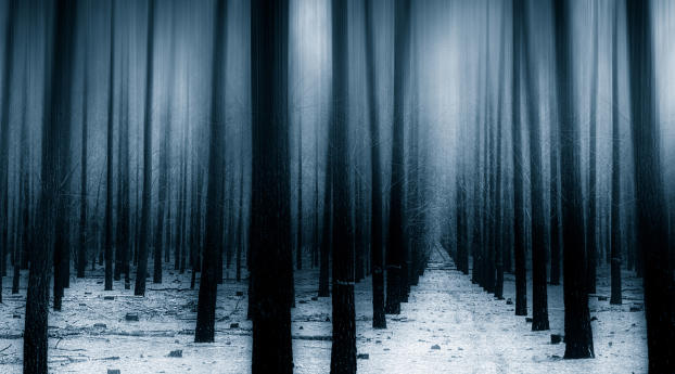 Dark Forest Woods Snow Winter Wallpaper 1360x768 Resolution