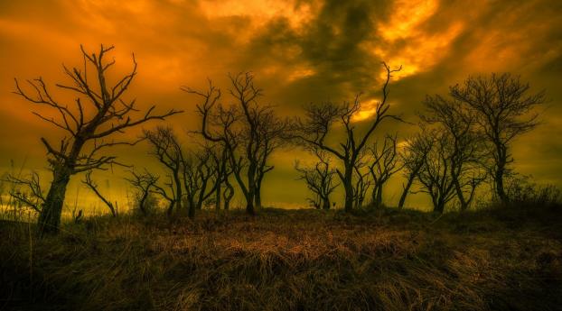 Dark Sky And Scary Trees Wallpaper 1360x768 Resolution
