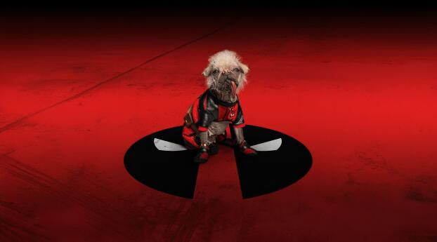 Deadpool Dog Wallpaper 2300x1000 Resolution