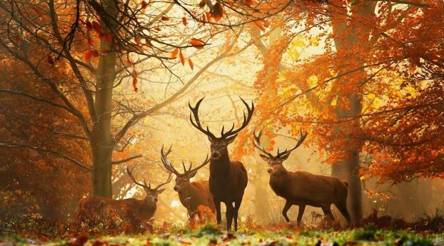 deer, grass, leaves Wallpaper 2560x1700 Resolution
