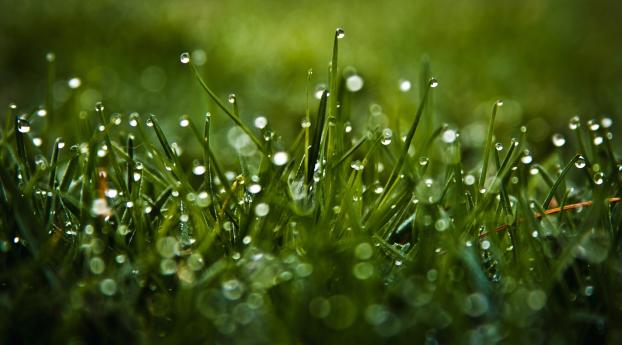 dew, glare, grass Wallpaper 840x1160 Resolution