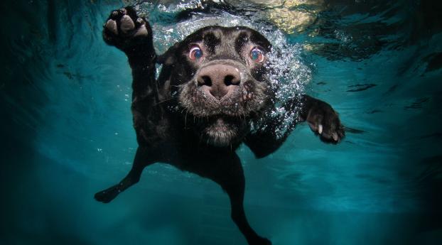 dog, black, underwater Wallpaper 1366x768 Resolution