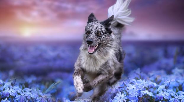 Dog Depth Of Field Effect Wallpaper 1440x900 Resolution