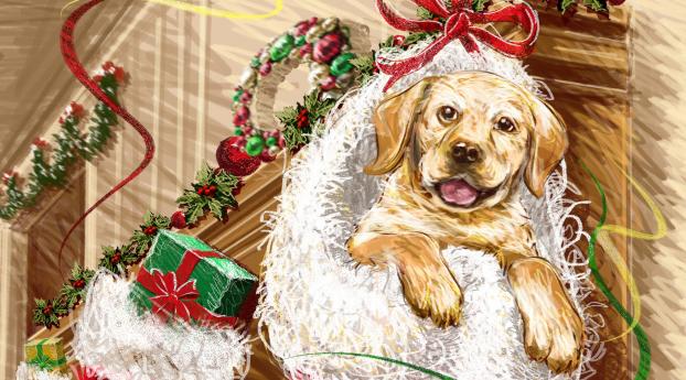 dog, muzzle, gifts Wallpaper 1792x798 Resolution