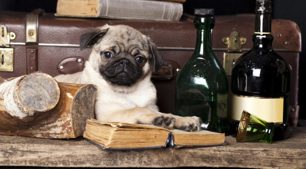 dog, pug, books Wallpaper