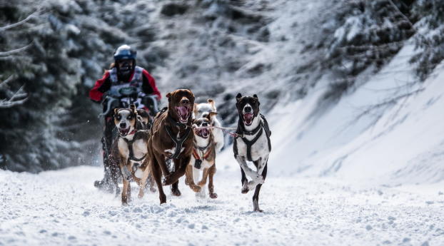 dog, racing, snow sports Wallpaper 2560x1024 Resolution