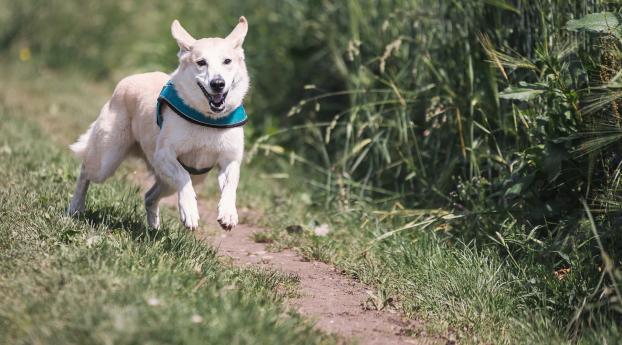 dog, running, grass Wallpaper