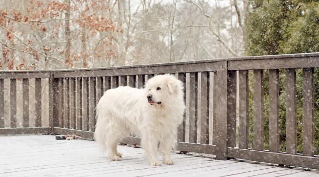 dog, snow, fence Wallpaper