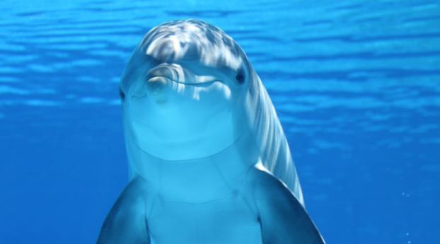dolphin, underwater, mammal Wallpaper