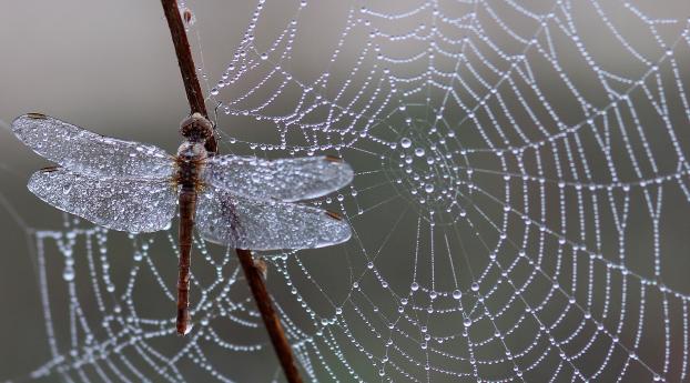 dragonfly, spider web, ice Wallpaper 2560x1400 Resolution