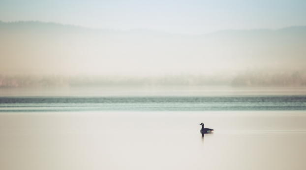 duck, lake, mist Wallpaper 1600x900 Resolution