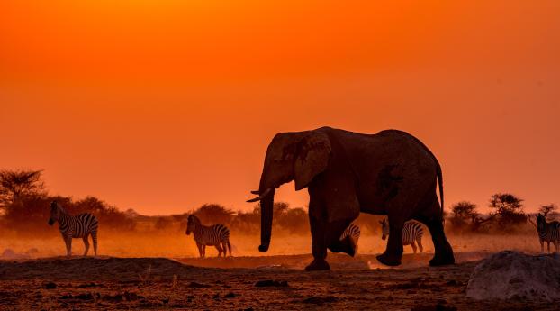 Elephant 4k Wildlife Photography Wallpaper 640x960 Resolution