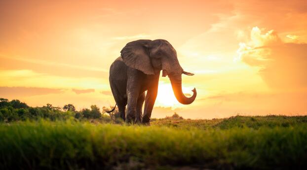 Elephant HD Sunset Photography Wallpaper 1280x720 Resolution