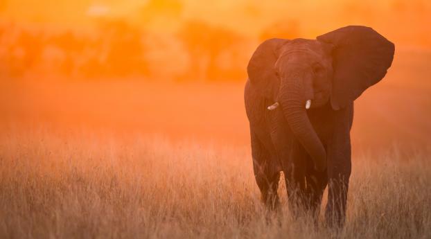 Elephant In Sunset Kenya Africa Wallpaper 1600x600 Resolution