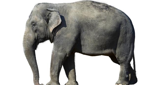 elephant,  white background, large Wallpaper 640x480 Resolution