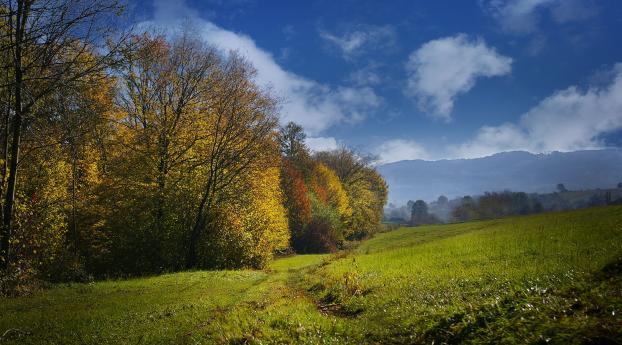 fall, field, grass Wallpaper 320x240 Resolution