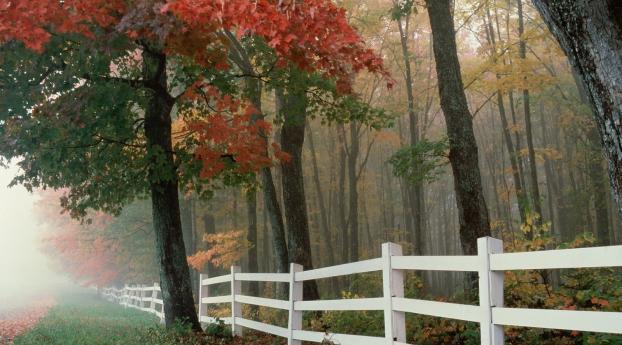 fence, leaves, autumn Wallpaper 320x480 Resolution