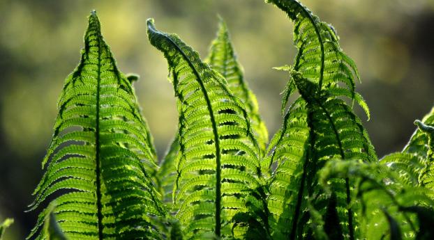 fern, leaves, plant Wallpaper 1600x900 Resolution