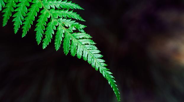 fern, plant, leaf Wallpaper 2560x1024 Resolution