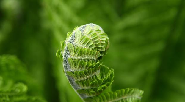 fern, plant, leaves Wallpaper 1440x900 Resolution