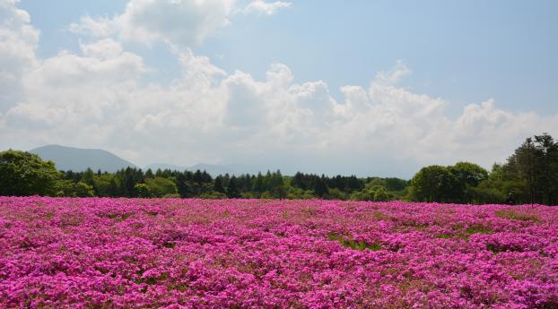 field, flowers, pink Wallpaper