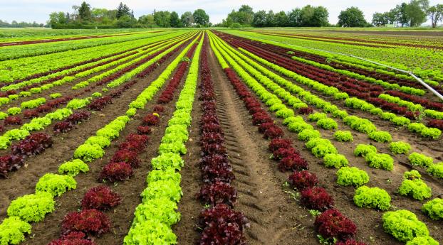 field, lettuce, cultivation Wallpaper 2560x1440 Resolution