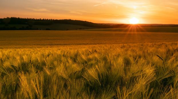 Field Summer Sunset Wallpaper 2560x1800 Resolution