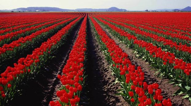 field, tulips, sky Wallpaper 1125x2436 Resolution