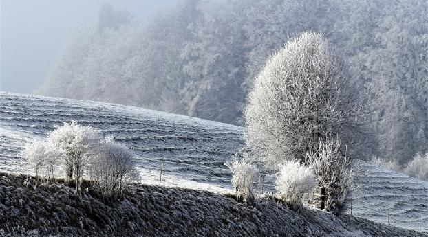 field, winter, frost Wallpaper