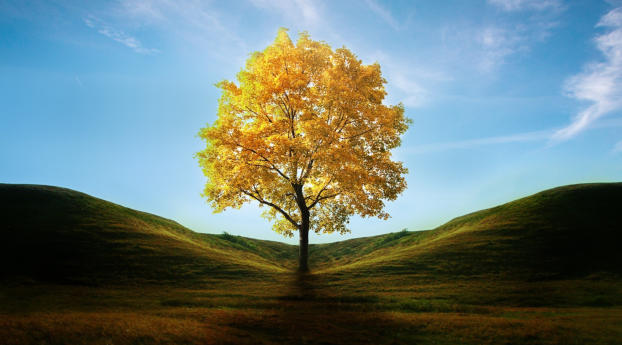 Field with Lone Tree in Autumn Wallpaper 640x960 Resolution