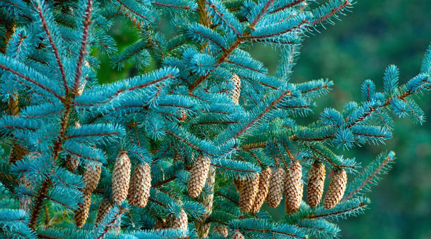 fir, branches, cones Wallpaper 1400x900 Resolution