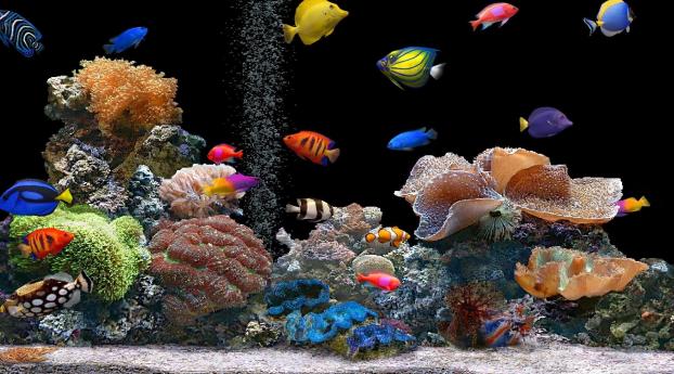 fish, underwater, colorful Wallpaper