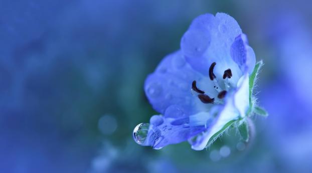 flower, blue, drops Wallpaper 1440x256 Resolution
